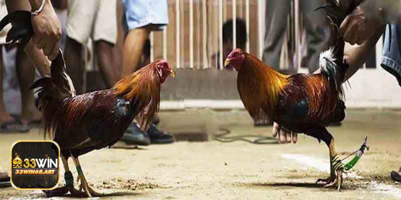 Đá gà trực tiếp Campuchia - Tạo tài khoản nhanh Đá gà trực tiếp Campuchia - Tạo tài khoản nhanh