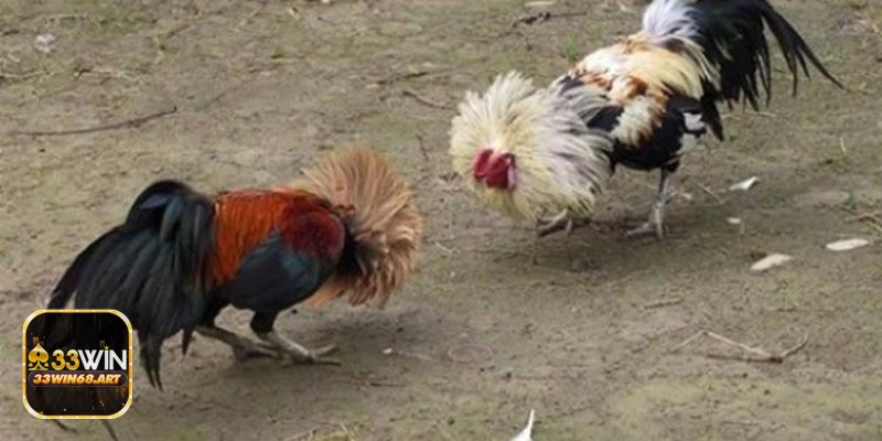 Đá gà trực tiếp - Trải nghiệm hình ảnh & âm thanh tối ưu Đá gà trực tiếp - Trải nghiệm hình ảnh & âm thanh tối ưu