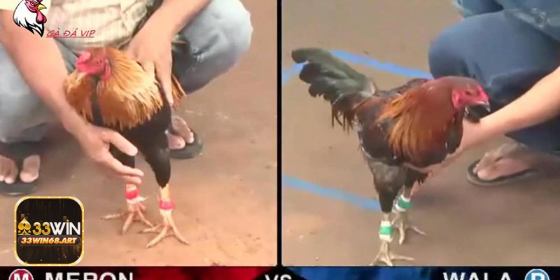 Đá gà philippines - Đá gà philippines – Vì sao hấp dẫn trên 33win? Đá gà philippines - Đá gà philippines – Vì sao hấp dẫn trên 33win?