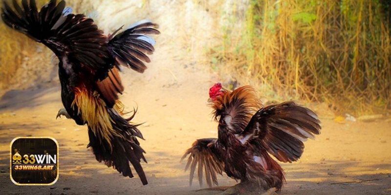 Đá gà trực tiếp bình luận viên - Vòng loại tranh cúp: nhịp độ cao, rủi ro biến động kèo Đá gà trực tiếp bình luận viên - Vòng loại tranh cúp: nhịp độ cao, rủi ro biến động kèo
