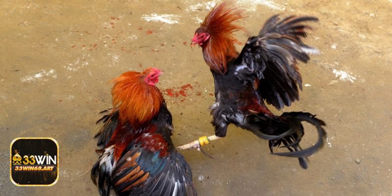 Đá gà casino - Kèo theo từng hiệp/round Đá gà casino - Kèo theo từng hiệp/round