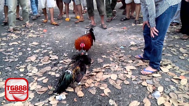 Đá gà tg888 - Đá gà tg888 có gì cuốn hút người chơi hiện nay?