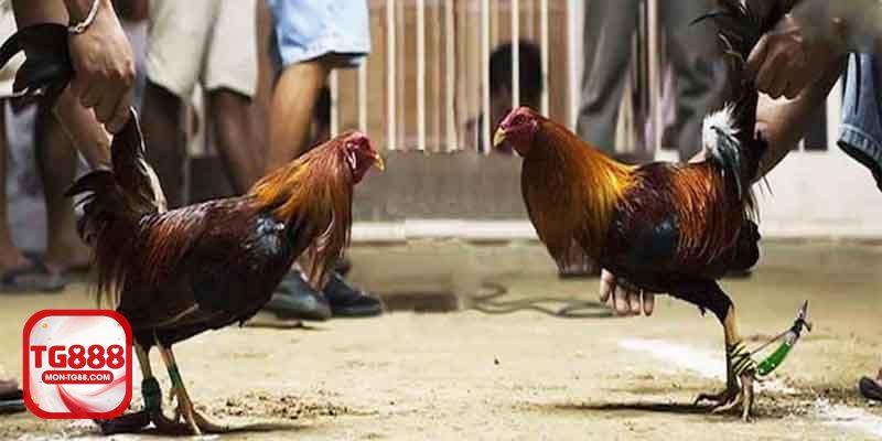 Đá gà tre - Chiến kê nhỏ nhưng ra đòn rất sắc