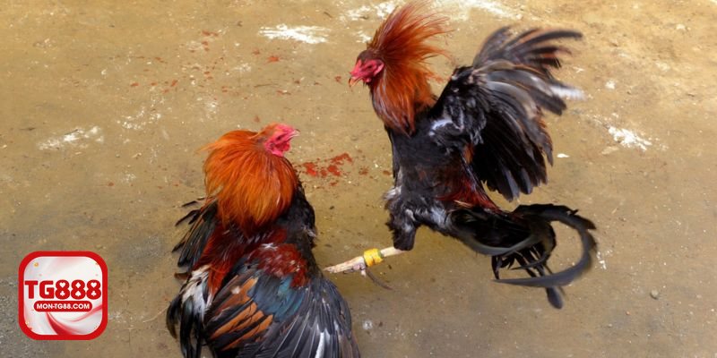 Đá gà đòn - Dáng đứng, phản xạ và thói quen ra đòn
