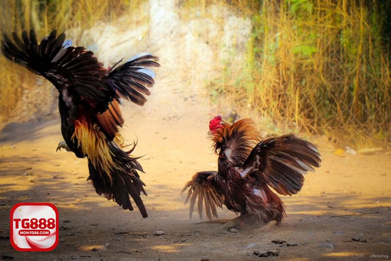 Đá gà tre - Tốc độ của đá gà tre tạo sức hút riêng
