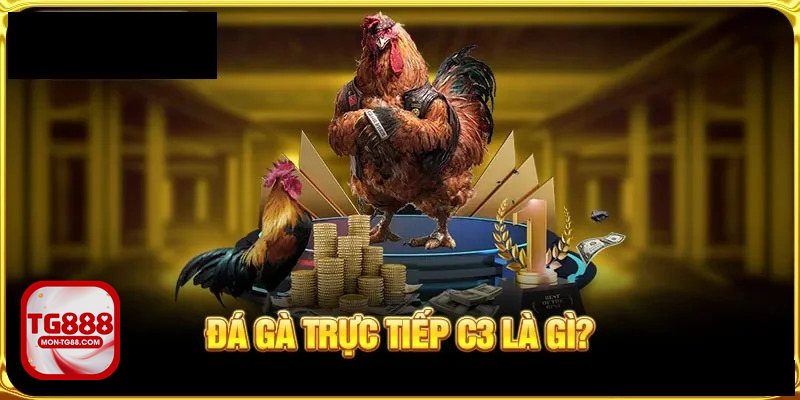 Đá gà đòn - Hiểu đúng bản chất của loại hình truyền thống